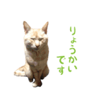 りんとバロンとジジは仲良し（個別スタンプ：3）