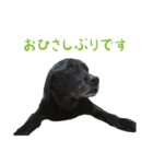 りんとバロンとジジは仲良し（個別スタンプ：5）
