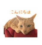 りんとバロンとジジは仲良し（個別スタンプ：6）