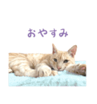 りんとバロンとジジは仲良し（個別スタンプ：7）