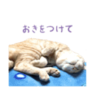 りんとバロンとジジは仲良し（個別スタンプ：9）