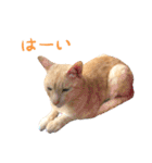 りんとバロンとジジは仲良し（個別スタンプ：12）