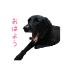 りんとバロンとジジは仲良し（個別スタンプ：14）
