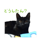 りんとバロンとジジは仲良し（個別スタンプ：15）