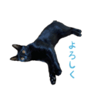 りんとバロンとジジは仲良し（個別スタンプ：16）
