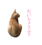 りんとバロンとジジは仲良し（個別スタンプ：17）