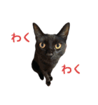 りんとバロンとジジは仲良し（個別スタンプ：21）