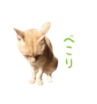 りんとバロンとジジは仲良し（個別スタンプ：22）