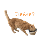 りんとバロンとジジは仲良し（個別スタンプ：23）