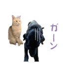 りんとバロンとジジは仲良し（個別スタンプ：24）