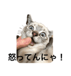 我が家のホワイトタイガー（個別スタンプ：4）
