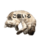 我が家のホワイトタイガー（個別スタンプ：6）