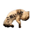 我が家のホワイトタイガー（個別スタンプ：7）