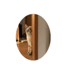 我が家のホワイトタイガー（個別スタンプ：16）