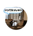 我が家のホワイトタイガー（個別スタンプ：18）