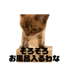 我が家のホワイトタイガー（個別スタンプ：20）
