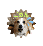 華No.1（個別スタンプ：13）