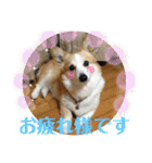華No.1（個別スタンプ：17）