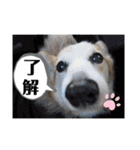 華No.1（個別スタンプ：19）