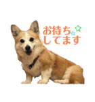 華No.1（個別スタンプ：20）