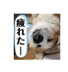 華No.1（個別スタンプ：22）