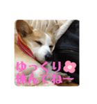 華No.1（個別スタンプ：25）