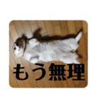 華No.1（個別スタンプ：31）