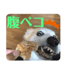 華No.1（個別スタンプ：33）