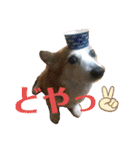 華No.1（個別スタンプ：34）