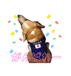 華No.1（個別スタンプ：36）