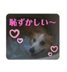 華No.1（個別スタンプ：38）