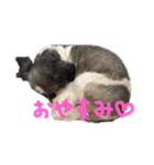 まるもシーズー（個別スタンプ：2）
