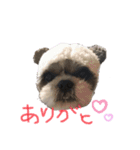 まるもシーズー（個別スタンプ：4）