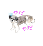 まるもシーズー（個別スタンプ：9）