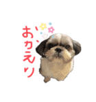 まるもシーズー（個別スタンプ：11）
