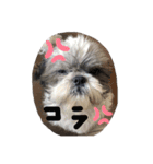 まるもシーズー（個別スタンプ：16）