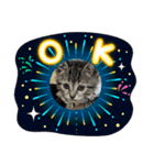 猫ほんわかスタンプ（個別スタンプ：3）