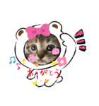 猫ほんわかスタンプ（個別スタンプ：6）