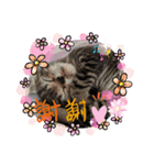 猫ほんわかスタンプ（個別スタンプ：7）