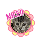 猫ほんわかスタンプ（個別スタンプ：8）