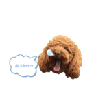トイプーくぅ❤︎（個別スタンプ：2）