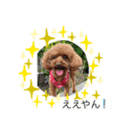 トイプーくぅ❤︎（個別スタンプ：5）