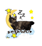 さびねこ鬼灯さん（個別スタンプ：5）