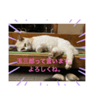 たまちゃんかわいいスタンプ（個別スタンプ：8）