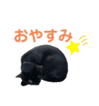 ちっちの日常(夏)（個別スタンプ：3）