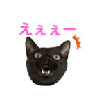 ちっちの日常(夏)（個別スタンプ：11）