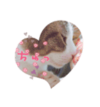 ひめにゃんず（個別スタンプ：3）