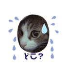 ひめにゃんず（個別スタンプ：9）