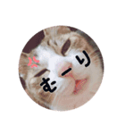 ひめにゃんず（個別スタンプ：11）
