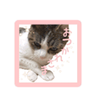 ひめにゃんず（個別スタンプ：13）